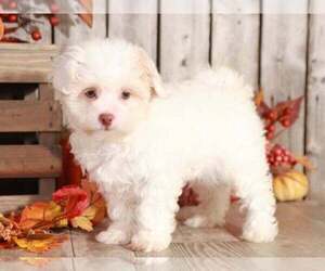 Maltipoo Puppy for sale in MOUNT VERNON, OH, USA