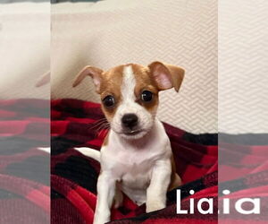 Jack Chi Dogs for adoption in Dana Point, CA, USA