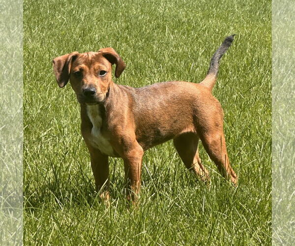 Medium Photo #5 Dachshund-Labrador Retriever Mix Puppy For Sale in Brooklyn Center, MN, USA