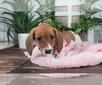 Small Photo #2 Dachshund Puppy For Sale in NAPLES, FL, USA