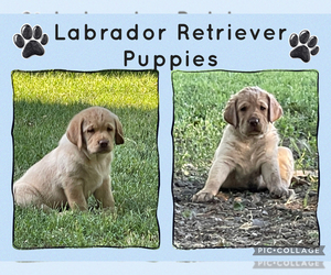 Labrador Retriever Puppy for Sale in BROWNS VALLEY, California USA