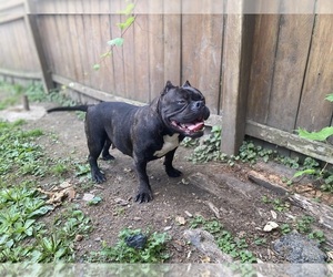 Mother of the American Bully puppies born on 08/17/2022
