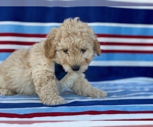 Goldendoodle Puppy for sale in LANCASTER, PA, USA
