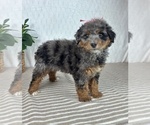Small #5 Bernedoodle (Miniature)