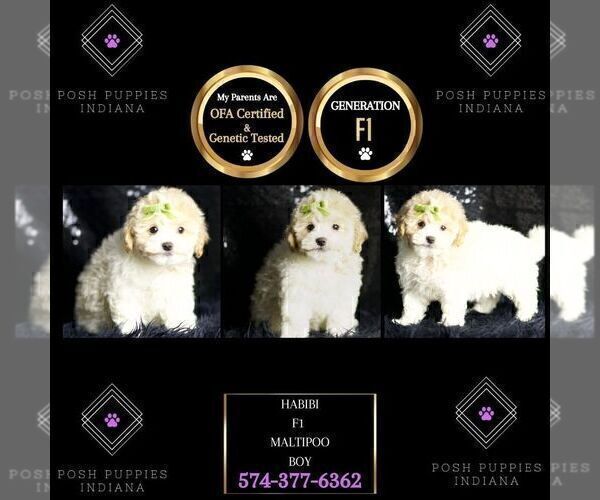 Medium Photo #17 Maltipoo (Miniature) Puppy For Sale in WARSAW, IN, USA