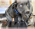 Small German Shepherd Dog Mix