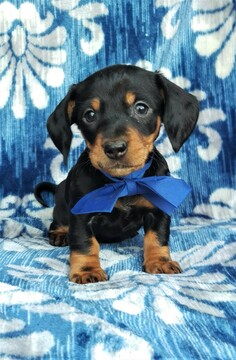 Medium Photo #1 Dachshund Puppy For Sale in LANCASTER, PA, USA