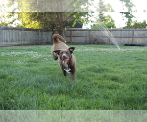 Sheprador Dogs for adoption in CITY OF SPOKANE VALLEY, WA, USA