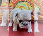 Puppy Puppy 3 French Bulldog