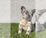 Small Photo #17 French Bulldog Puppy For Sale in PHOENIX, AZ, USA