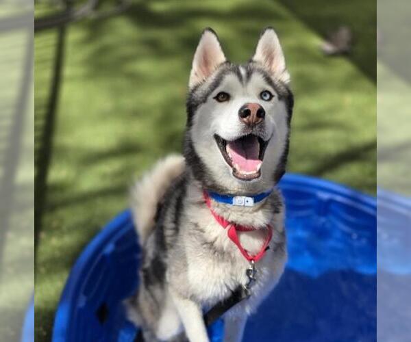 Medium Photo #2 Siberian Husky-Unknown Mix Puppy For Sale in Las Vegas, NV, USA