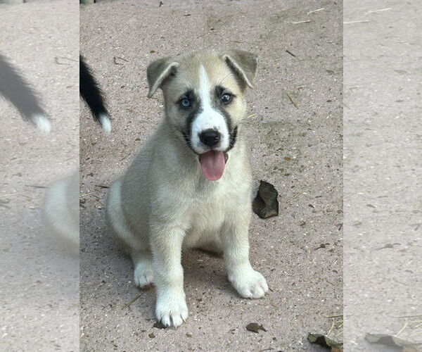 Medium Photo #1 Huskies -Unknown Mix Puppy For Sale in Hillsboro, MO, USA
