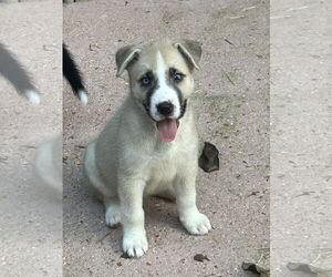 Huskies -Unknown Mix Dogs for adoption in Hillsboro, MO, USA