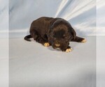 Small Photo #3 Golden Mountain Dog Puppy For Sale in BLACK FOREST, CO, USA