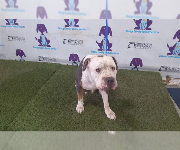 Medium Photo #1 American Staffordshire Terrier Puppy For Sale in Orlando, FL, USA