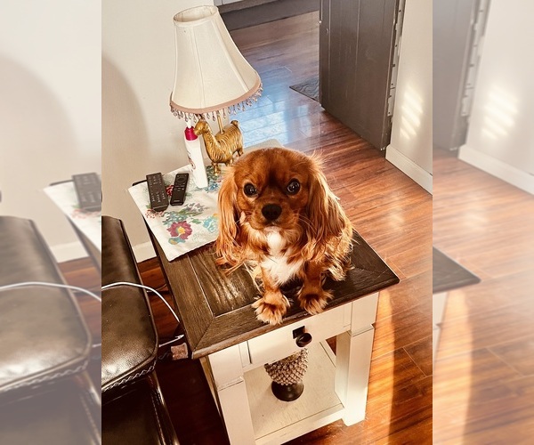 Medium Photo #1 Cavalier King Charles Spaniel Puppy For Sale in TAYLOR, MI, USA