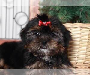 Shorkie Tzu Dog for Adoption in NAPLES, Florida USA