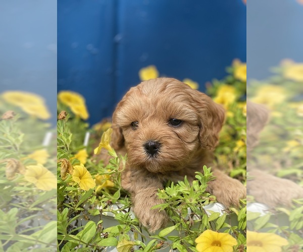 Medium Photo #1 Cavapoo Puppy For Sale in MADISON, IN, USA