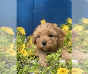 Cavapoo Litter for sale in MADISON, IN, USA