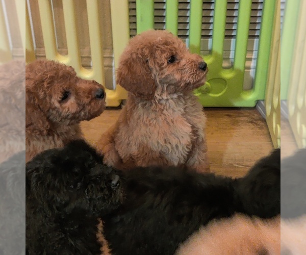 Medium Photo #1 Goldendoodle Puppy For Sale in HACIENDA HEIGHTS, CA, USA