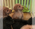 Small Photo #1 Goldendoodle Puppy For Sale in HACIENDA HEIGHTS, CA, USA