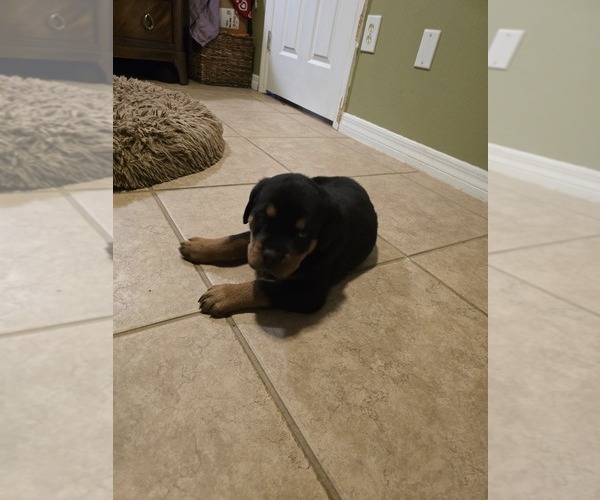Medium Photo #5 Rottweiler Puppy For Sale in SARASOTA, FL, USA