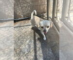 Small #2 Chihuahua