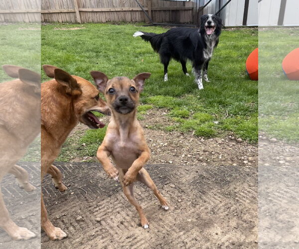 Medium Photo #7 Bulldog-Chihuahua Mix Puppy For Sale in North Royalton, OH, USA