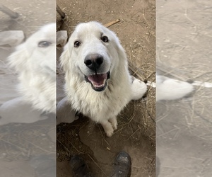 Mother of the Great Pyrenees puppies born on 04/23/2025
