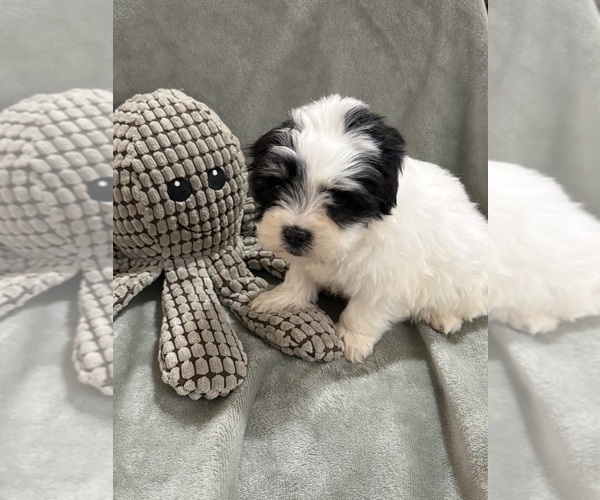 Medium Photo #3 Mal-Shi Puppy For Sale in DINWIDDIE, VA, USA