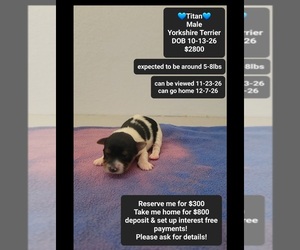 Yorkshire Terrier Puppy for sale in TUCSON, AZ, USA