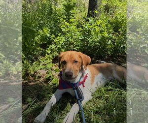 Puppy Milo - Male Mutt Dog for Adoption - Photo #2
