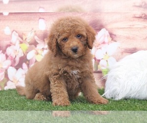 Goldendoodle Puppy for sale in MARIETTA, GA, USA