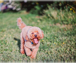 Small Photo #1 Goldendoodle (Miniature) Puppy For Sale in LITTLE ROCK, AR, USA