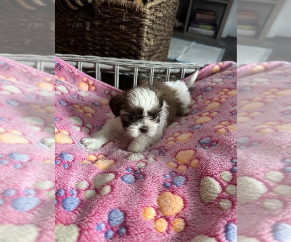 Medium Photo #4 Shih Tzu Puppy For Sale in STOKESDALE, NC, USA