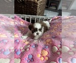 Small #3 Shih Tzu