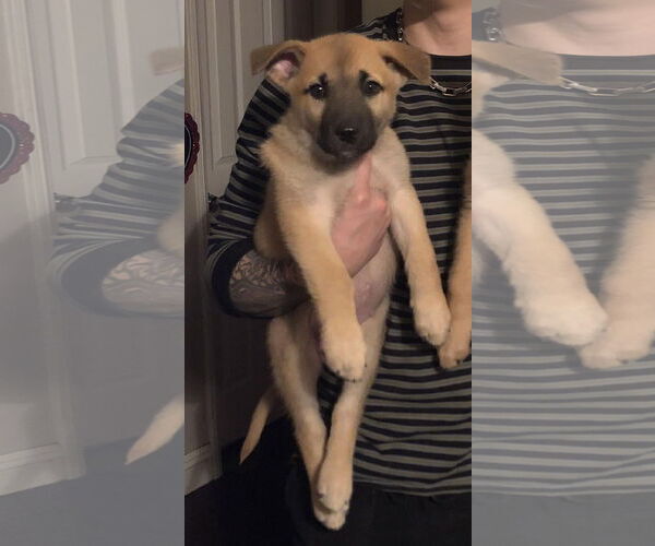 Medium Photo #7 German Shepherd Dog Puppy For Sale in San Bernardino , CA, USA