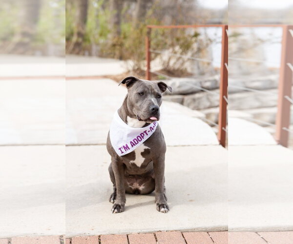 Medium Photo #2 Mutt Puppy For Sale in Crete, IL, USA