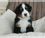 Puppy Jimmy Bernese Mountain Dog