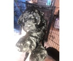 Small Photo #4 Aussie-Poo Puppy For Sale in SALYERSVILLE, KY, USA