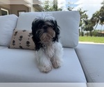 Small #3 Shih Tzu