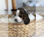 Small #9 Basset Hound