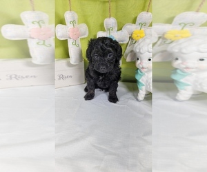 Medium Bernedoodle (Miniature)