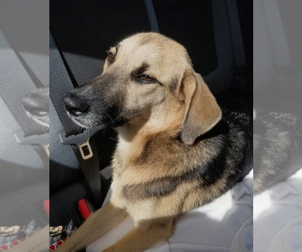 Medium Photo #1 German Shepherd Dog-Unknown Mix Puppy For Sale in Oakland Park, FL, USA
