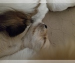 Small Photo #2 Coton de Tulear Puppy For Sale in HUNTINGTN BCH, CA, USA