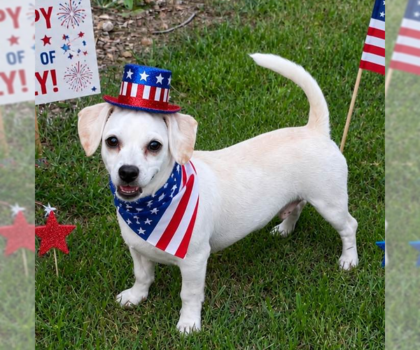 Medium Photo #2 Chihuahua Puppy For Sale in Yardley, PA, USA