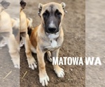 Small Kangal Dog