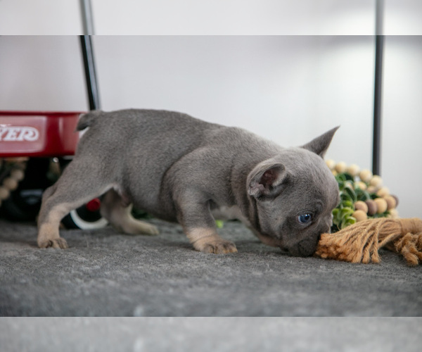 Medium Photo #3 French Bulldog Puppy For Sale in GOSHEN, IN, USA