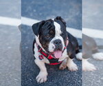Small #1 Bulldog