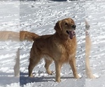 Small Photo #1 Golden Retriever Puppy For Sale in PICKENS, SC, USA